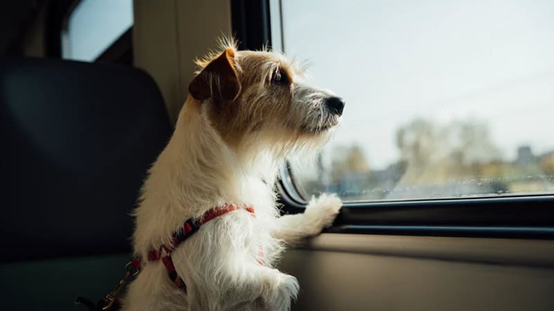 Are Dog Microchips Required To Travel  